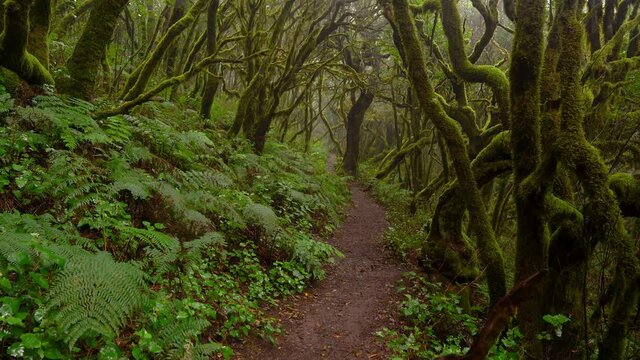 Farne im Wind am Wanderweg im Nebelwald auf der Insel La Gomera im  Nationalpark Garajonay 