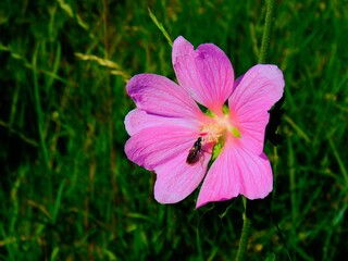 Skrzydlaty owad na różowym kwiatku