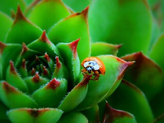 Biedronka na zielonym liściu [ladybug on green leaf]