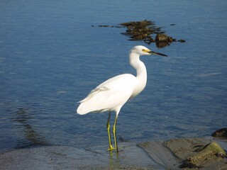 Obraz premium Great egret (Ardea alba), Malibu beach, California, USA