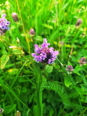 purple flowers in the garden