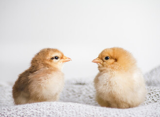 Two baby chickens looking at each other on a white background