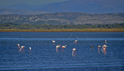 Flamingos photographed in an abandoned salt pans of Ulcinj in Montenegro