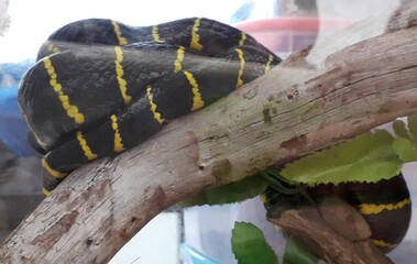 the king of the cobra snake called garaga eats a small baby python on wood