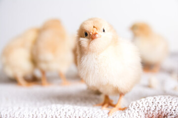 Selective focus shot of a baby chicken