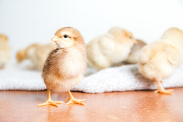 Selective focus shot of a baby chicken