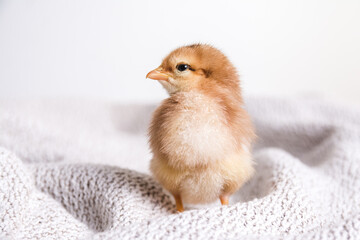 Baby chicken on a white background
