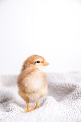 Baby chicken on a white background