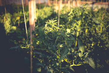 Homemade greenhouse with green unripe tomatoes. Home gardening concept.