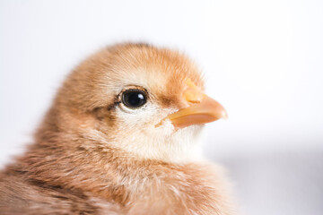 Baby chicken on a white background