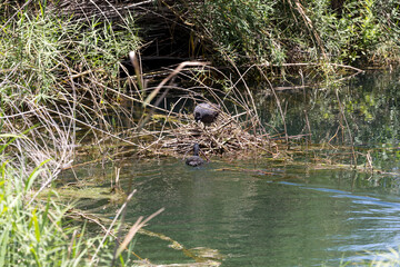 Couple of coots (Fulica atra) are building a nest on the lake