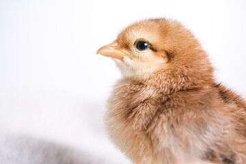 Baby chicken on a white background