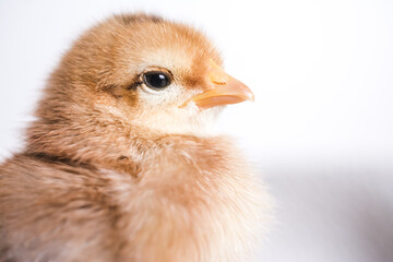 Baby chicken on a white background