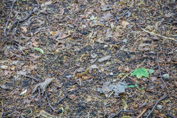 Bright uncultivated rural field with seedlings, crops and animal bio manure