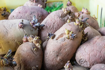 Potatoes ready for planting. Sprouted vegetable. Natural product.