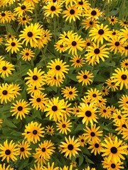 Fototapeta na wymiar A field of beautiful flowers in lush yellow and green.