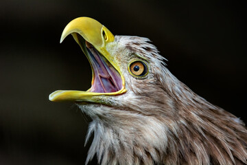 White-tailed eagle, portrait of a bird