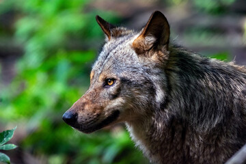  portrait of a wolf in the woods on a background of trees