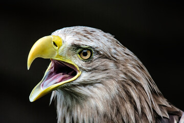 White-tailed eagle, portrait of a bird