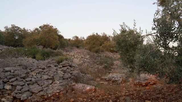 Summer landscape of olive plantations in Samaria, Israel