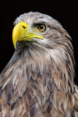 White-tailed eagle, portrait of a bird
