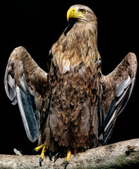 White-tailed eagle, portrait of a bird