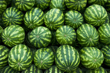 Large ripe sweet watermelons, rows of watermelons, Background from watermelons texture.