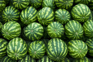 Fototapeta premium Large ripe sweet watermelons, rows of watermelons, Background from watermelons texture.