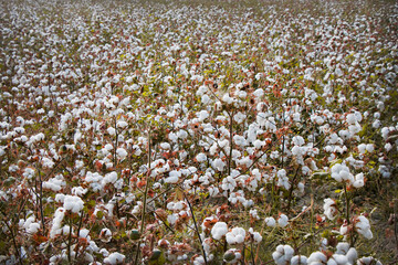 Field of ripened cotton. Cotton planting ready to harvest. Cotton bolls field. 
