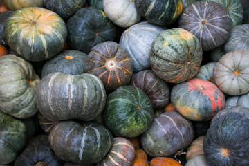 Texture of the pumpkin background, pumpkins on the market, pumpkins lying in rows.