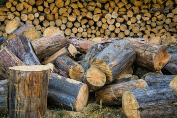Firewood, large logs and stumps on the background of stacked firewood