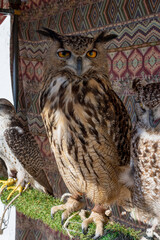 Rapaces d’un fauconnier