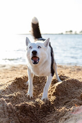 black and white husky with blue eyes joyfully digs sand on the beach