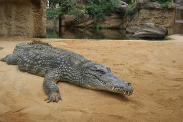 crocodile