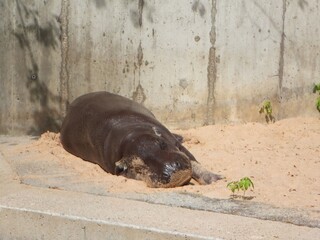 Hippopotamus