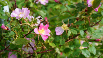 Obraz na płótnie Canvas pink rosehip flowers close up summer is Sunny