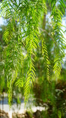Naklejka na ściany i meble SCHINUS MOLLE leaves of a green tree in the sun summer Cyprus
