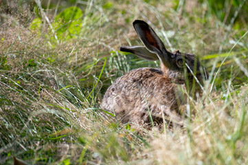 Brown hare hiding in the grass