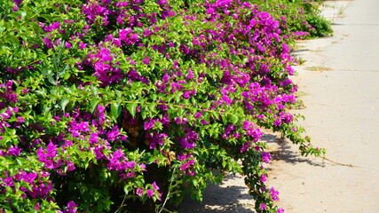 Bush with pink flowers summer Cyprus