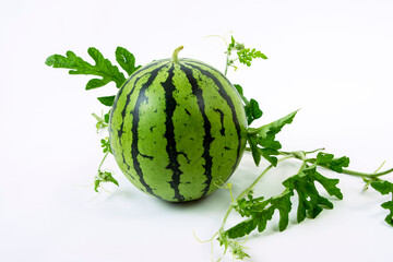 夏の代表的な食材のスイカを花からつぼみやカットした写真を撮影、素材背景にどうぞ
