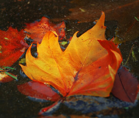 Fallen leaves of sycamore tree float on surface of water 
