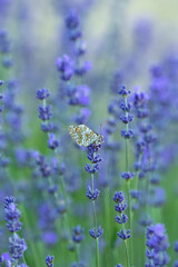Butterfly in a lavender field in Provence, colorful background in spring
