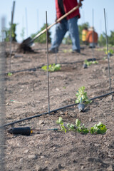 Vineyard Planting