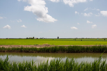 green fields of rice plantations in the Ebro River Delta in Catalonia