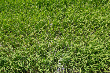 texture of colourful natural grass