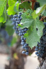 Fototapeta premium Wine Grapes 