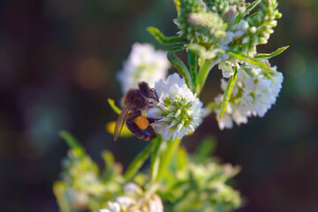 Honey bee collects nectar from a flower.