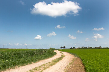 green fields of rice plantations in the Ebro River Delta in Catalonia