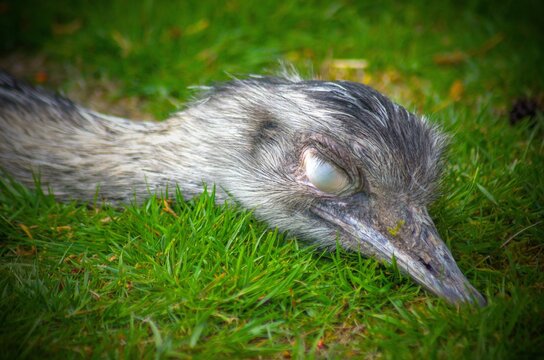 Sleeping Rhea Americana in the gras 