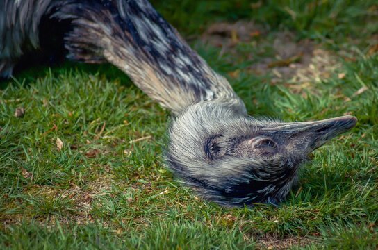 Sleeping Rhea on the ground in the gras